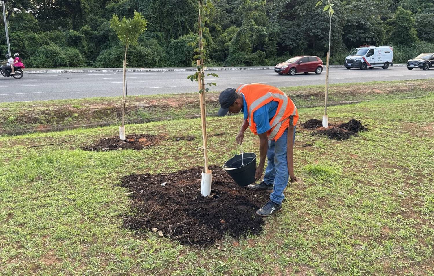Compensação ambiental — adubação e coroamento