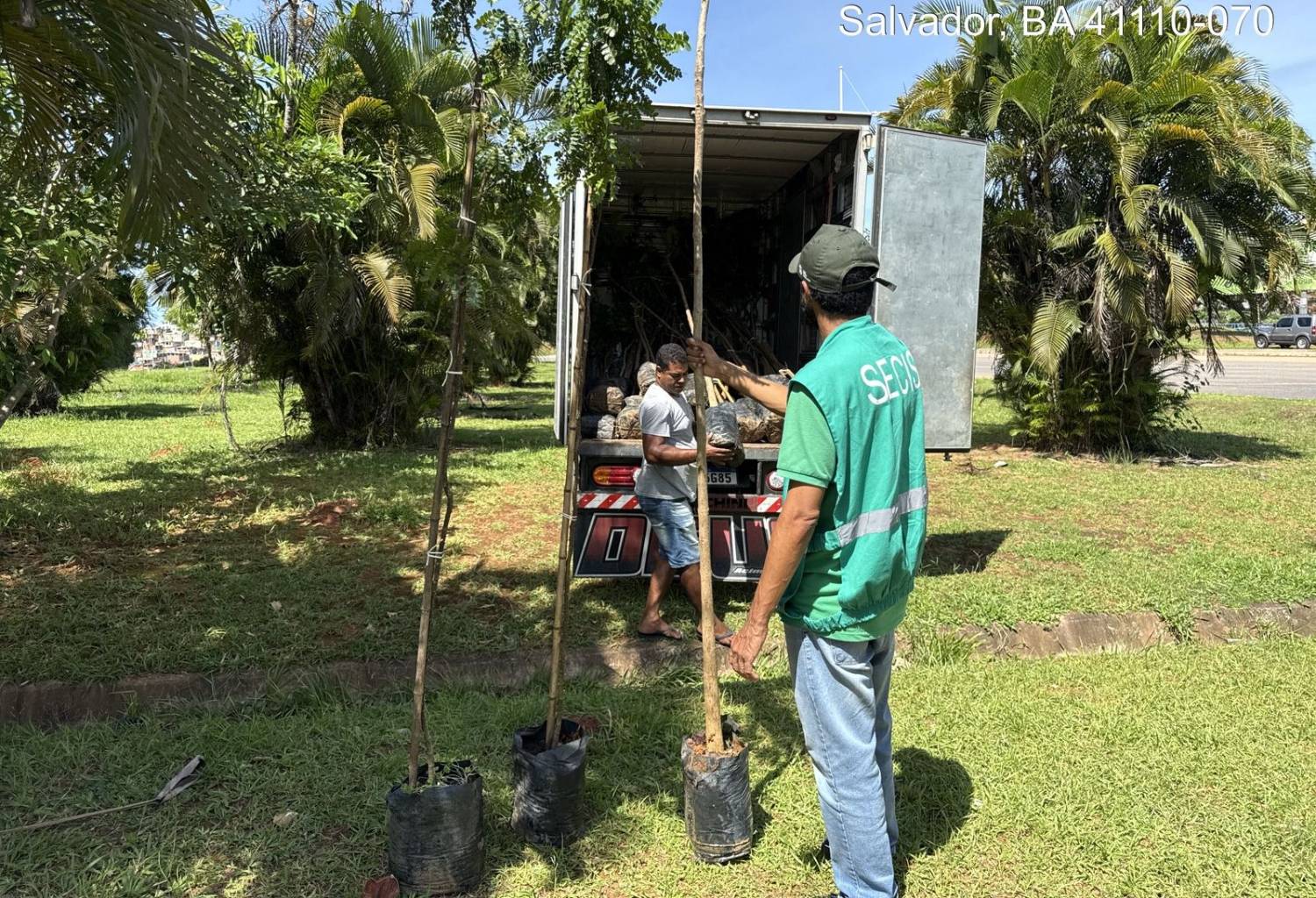Compensação ambiental — logística de mudas