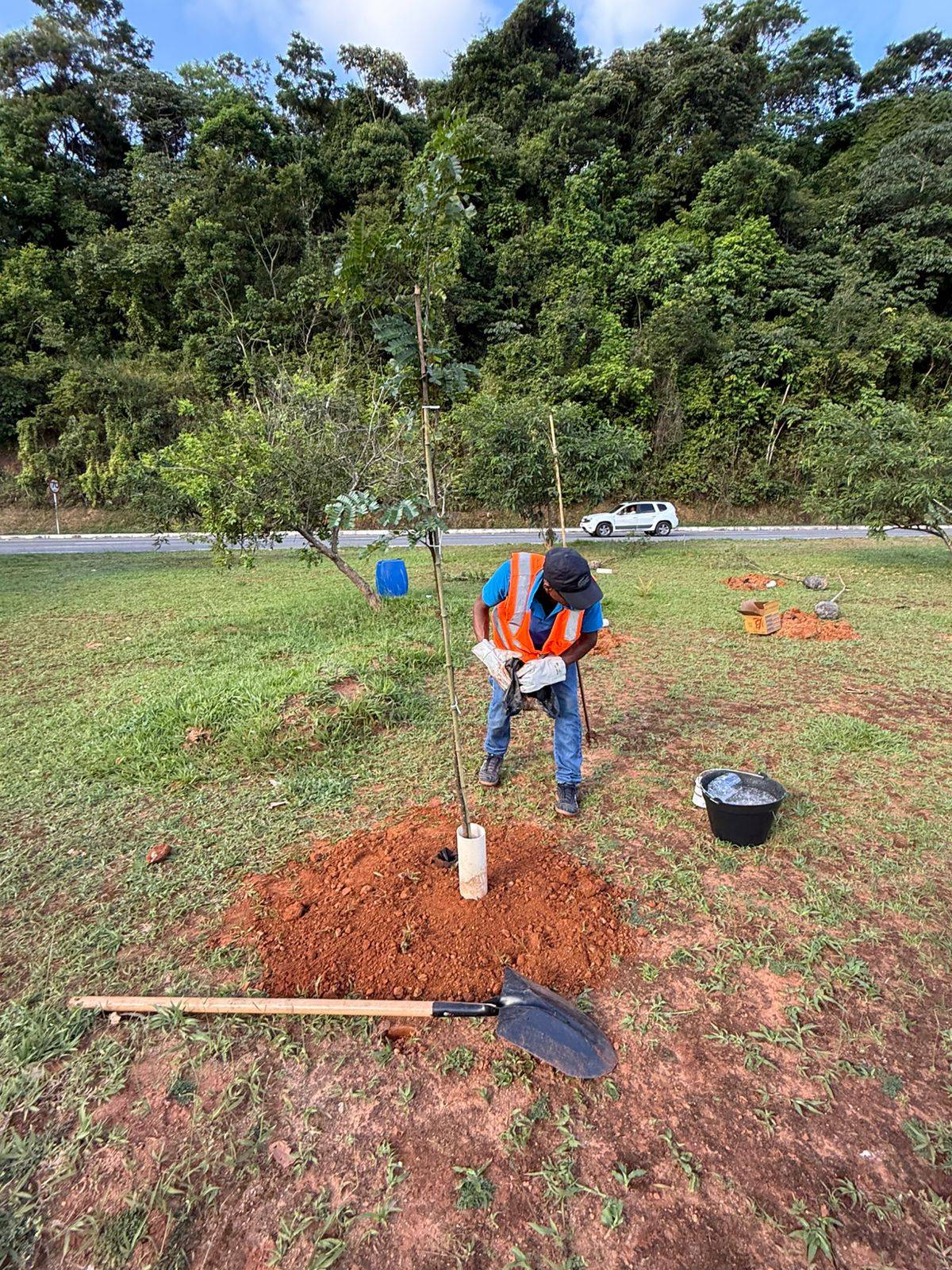 Compensação ambiental — plantio em canteiro central