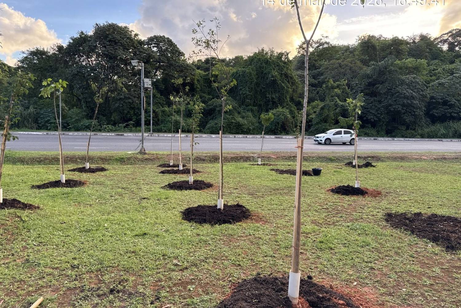 Compensação ambiental — plantio em via pública