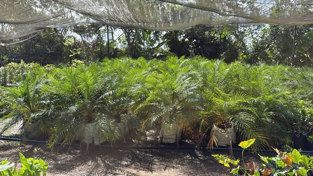 Lotes de forrações em produção própria