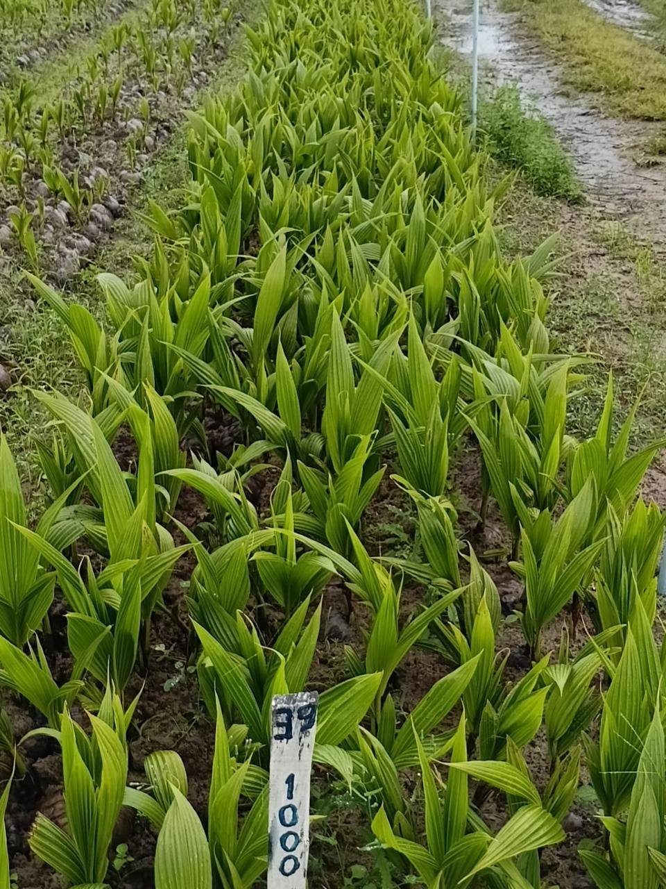 Lotes de forrações em produção própria